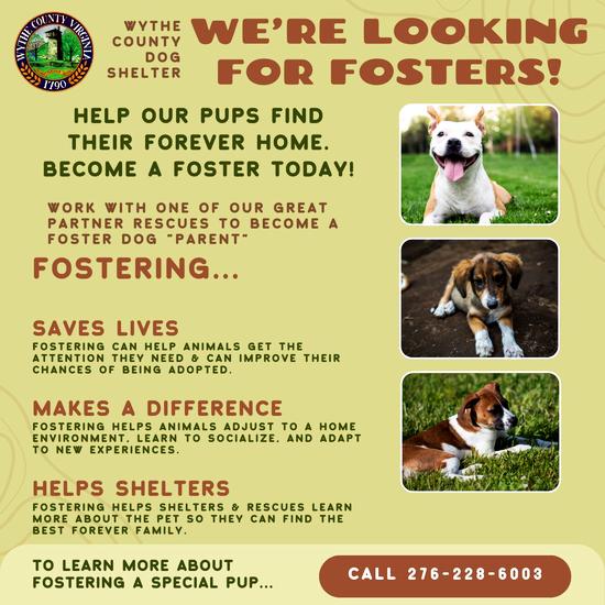 Foster a WCDS dog